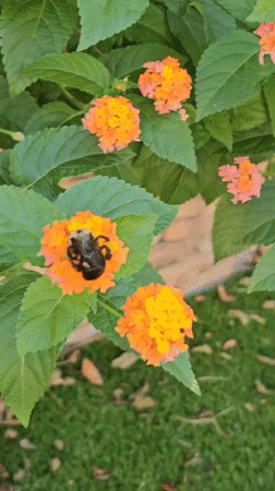 Backyard blooms, bees, and home life on a summer afternoon