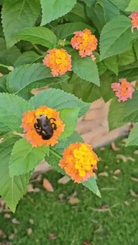 A bumblebee is shown on a flower, with more flowers and green leaves surrounding it. The bumblebee moves across the flower's surface.
