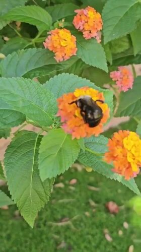 Backyard blooms, bees, and home life on a summer afternoon