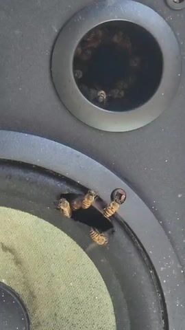 This is a close-up, handheld shot of bees entering and exiting a damaged speaker. The speaker appears to be large and black. There is a circular opening in the top of the speaker, through which many bees can be seen entering and exiting a dark interior. Below this, a larger hole has been made in the speaker cone, and several bees are clustered around this opening, some entering and some exiting. The speaker cone itself is visible, appearing to be made of a light-colored fabric. The lighting is natural and appears to be daylight. The video is static, with no apparent movement of the camera.