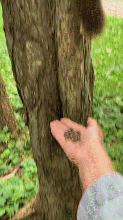 Red squirrels fed by hand in a Prokopyevsk park