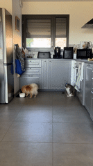 Dog feeds from bowl in Chambœuf kitchen