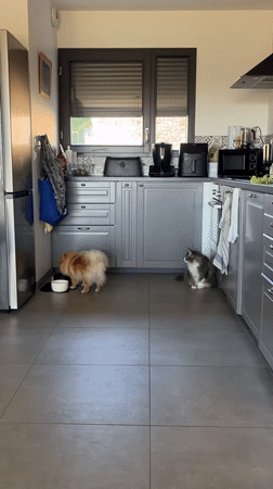 Dog feeds from bowl in Chambœuf kitchen
