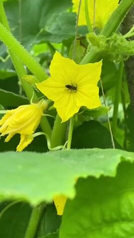 The video shows a close-up of a yellow cucumber flower with an insect inside. The flower is open and has five petals. There is also a closed cucumber flower bud to the left of the open flower. The leaves of the cucumber plant are visible in the foreground and background. The overall environment appears to be outdoors, possibly in a garden or greenhouse.