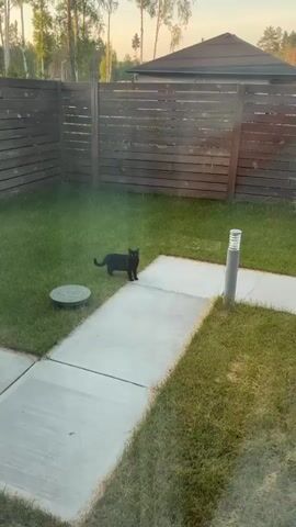 The video shows a black cat standing on a paved walkway in a grassy backyard. The cat is facing the camera with its tail slightly curled. Behind the cat is a wooden fence, and to the right of the walkway is a modern-looking light fixture. The grass is green and well-maintained, and the lighting suggests it is daytime, possibly late afternoon or early evening. The scene appears to be in a residential area.