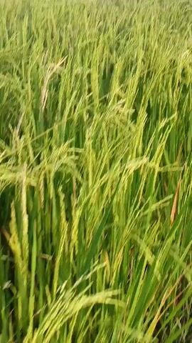 Here is a concise description of the video:

The video shows a field of green rice stalks. The camera moves slightly, giving a sense of motion through the field. The rice appears to be maturing, with grains forming at the tops of the stalks.