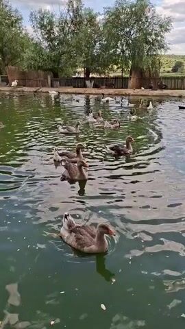 A flock of geese swims in a pond. The geese are mostly brown and white with some black markings. The pond is surrounded by a wooden fence and trees. The sky is blue with some clouds. The water is green and reflects the trees and sky. The geese are swimming in different directions, some are together in groups, while others are swimming alone. Some of the geese are looking towards the camera, while others are looking away. The video is shot from a low angle, making the geese appear large and prominent.