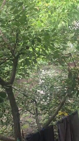 The video shows a wooded area with a large tree in the foreground. The tree has many green leaves and some brown fruit. The ground is covered with leaves and dirt. There are clothes hanging on a line in the lower right corner of the frame. The background is out of focus, but appears to be another wooded area or a building.