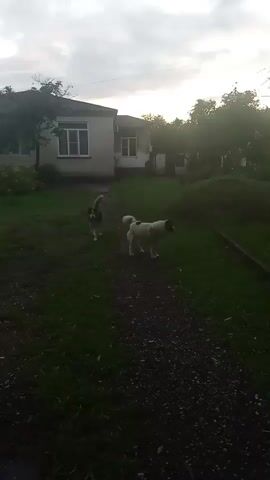 Two dogs are visible in a yard in front of a house. One dog is dark brown and white and is sitting on the grass. The other dog is mostly white with some brown markings and is standing on a dirt path. The house is a single-story structure with a light-colored exterior and a dark roof. Trees and other vegetation surround the house and yard. The sky is cloudy, and it appears to be dusk.