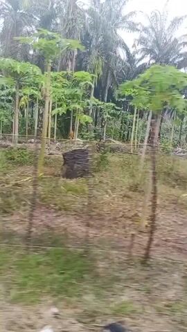The video shows an outdoor scene with several sheep grazing in a grassy area. In the background, there is a dense plantation of palm trees. A rustic fence made of wood and wire encloses the area where the sheep are. The ground is covered with dry leaves and dirt. The sky is overcast. The camera appears to be moving, likely from a vehicle.