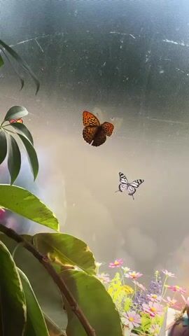 The video shows three butterflies on a glass surface, possibly a window. One butterfly is brown and orange with intricate patterns on its wings, and it appears to be fluttering. Another butterfly is black and white with delicate, lacy markings. A third butterfly is orange and red with darker markings. In the foreground, there are large green leaves from a plant and a bunch of small, colorful flowers, some pink and some purple, in a planter. A small gnome figurine with a pink hat is also visible near the flowers. The background is hazy and appears to be outdoors or a simulated outdoor environment. The lighting suggests it is daytime, possibly morning or late afternoon, with soft light coming from behind the glass.