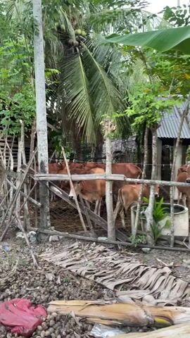 A video captures a group of brown cows in an enclosure. The enclosure is constructed with wooden poles and mesh fencing, and appears to be situated outdoors amidst lush greenery and palm trees. The ground within and around the enclosure is covered with dried leaves and other organic debris. The cows are seen standing and moving within the pen, with one cow in the foreground looking directly at the camera. The overall environment suggests a rural or farm setting.