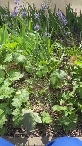 The image captures a vibrant outdoor garden bed, illuminated by bright sunlight. The scene is dominated by a variety of green plants. In the foreground and midground, broad-leaved plants, possibly a type of groundcover, display lush green foliage. Behind them, taller plants with long, blade-like green leaves stand upright. Interspersed among these are several stalks bearing multiple small, star-shaped purple flowers, possibly Camassia.

The ground consists of visible soil, mixed with some small stones or mulch. In the background, a light-colored, horizontal wall, possibly concrete or stucco, suggests a building foundation or a retaining wall. Strong shadows cast by the plants indicate that it is daytime, likely a sunny morning or afternoon. At the very bottom edge of the frame, a small sliver of blue fabric, resembling clothing (e.g., trousers or jeans), is visible, suggesting a person is sitting or crouching nearby, observing the garden. The overall impression is one of a well-maintained garden in a sunny environment, located in Hengelo, Netherlands. No discernible text is visible in the image.