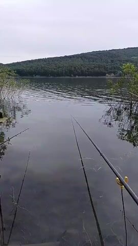 The video shows a serene lake scene with fishing rods set up. The water is calm, with slight ripples, and a forest-covered hill forms the backdrop. Three fishing rods are visible in the foreground, resting on the bank. Two rods are placed to the left, with one having a small black device attached to its base. The third rod is positioned to the right, with a golden rod rest. The camera is positioned low, close to the water's edge, looking out across the lake. The sky is overcast, suggesting a cloudy day. The overall atmosphere is peaceful and tranquil, indicative of a quiet fishing session.