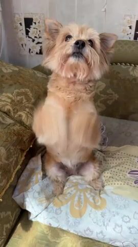 A small, fluffy, light brown dog with dark eyes is sitting upright on a patterned cushion on a sofa. The dog is looking upwards with its front paws raised. The background shows a sofa with green patterned upholstery and a wall with wallpaper. The lighting is bright.