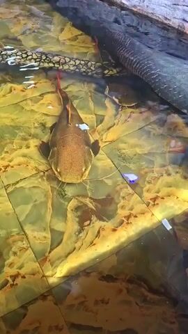 The video shows a large, brown catfish with a red tail swimming in a shallow pool. The pool is lined with what appears to be beige and light brown marble tiles. There is a large, dark gray object, potentially a pipe or artificial rock structure, visible along the back edge of the pool. The water is clear, and some white debris is floating on the surface. The camera angle is directly above the fish, providing a clear view of its body and the pool's bottom.