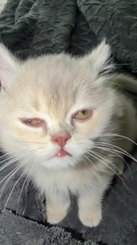 Beige kitten with yellow eyes recorded on blanket in Turkey
