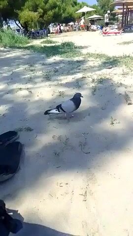 A pigeon is walking on a sandy beach. In the background, there are beach chairs, umbrellas, and people. The ocean is visible in the distance. The day is sunny.