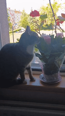 Tabby cat explores a flower-filled windowsill in Sokolov