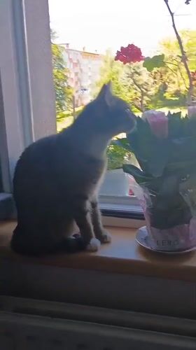 Tabby cat explores a flower-filled windowsill in Sokolov