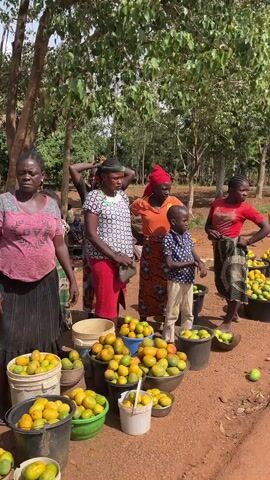 Several families are gathered outdoors, around several buckets and bowls filled with yellow fruit, likely mangoes. The people are of African descent, and are dressed in colorful clothes. Most of them are looking at the camera. The setting appears to be a rural area, with trees visible in the background, and the ground is covered with red dirt. Some people appear to be arranging the fruit or preparing to sell it.