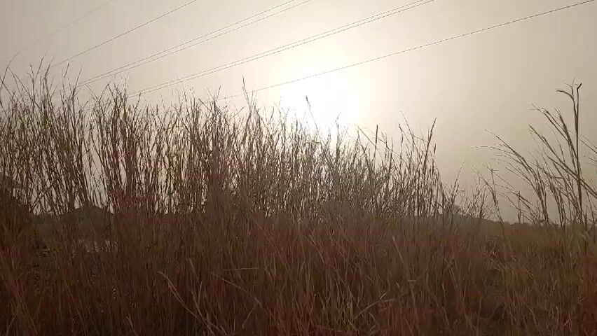 The video shows tall brown grass blowing in the wind against a hazy, bright sky. Power lines stretch across the top of the frame. The sun is obscured by the haze, but its bright light is still visible behind the grass. The camera is low to the ground, giving a perspective from within the grass.