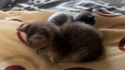 Kittens Rest Together on Bed in Jos, Nigeria