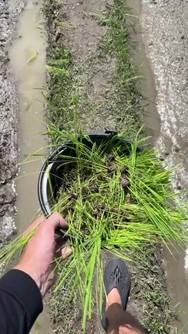 A person is holding a bucket filled with grass and dirt. The bucket is positioned over a narrow, muddy trench. The trench is lined with grass and appears to have water flowing through it. Further down the trench, there is a small wooden structure, possibly a gate or sluice. In the background, a wider view of a rice paddy is visible. Several people are working in the flooded rice fields, some appearing to be planting or tending to crops. The sky is blue with scattered white clouds. The overall environment suggests agricultural activity in a rural setting.