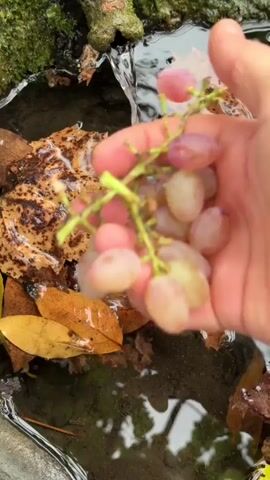 A person's hand is rinsing a small cluster of pink and green grapes under a stream of clear water. The grapes are held above a shallow pool of water that is filled with fallen autumn leaves. The leaves are a mix of brown and yellow, and some are partially submerged in the water. The water is flowing over a moss-covered rock on the left side of the frame.