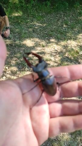 A person's hand, palm up, holds a large stag beetle. The beetle is dark brown to black with prominent, antler-like mandibles. Its legs are visible, splayed out on the palm. The background is a blurred outdoor scene with green grass, dry leaves, and dappled sunlight, suggesting a wooded or park-like area. In the lower left corner, a person's arm and torso are visible, wearing a black t-shirt and denim shorts, with a watch on the left wrist. They are holding a thin stick. The lighting and dappled shadows suggest it is daytime, likely sunny. No text is visible in the media.