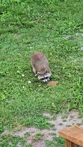 A raccoon with brown and gray fur, a black mask around its eyes, and a bushy ringed tail is eating from a pile of brown pellets on a grassy area. The raccoon is facing down, with its head lowered towards the food. The grass is green and appears somewhat overgrown, with a few small white flowers scattered throughout. In the background, there are out-of-focus green leaves, suggesting trees or bushes. In the foreground, at the bottom right of the frame, a corner of a wooden structure, possibly a deck or table, is visible. The lighting suggests it is daytime.