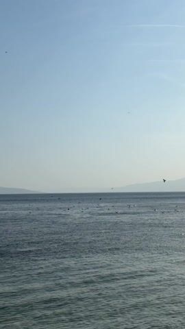 The video shows a flock of birds, mostly seagulls, flying, floating, and swimming on a vast body of water under a bright, overcast sky. The water is choppy with small, glinting waves. In the distant background, there is a faint outline of land on the horizon. The birds are scattered across the water's surface, some diving into the water and others taking flight. The overall tone of the scene is tranquil.