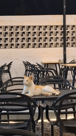 Cat rests at outdoor cafe in Lhokseumawe evening