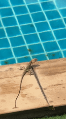 Lizard spotted poolside on wooden deck in Ko Samui