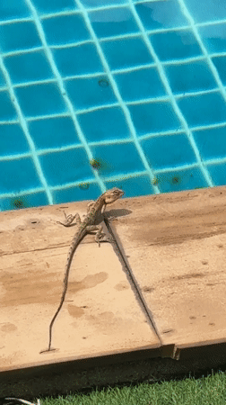 Lizard spotted poolside on wooden deck in Ko Samui
