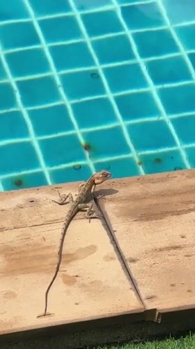 Lizard spotted poolside on wooden deck in Ko Samui