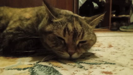 Tabby cat plays, naps, and roams a Lida apartment