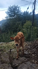 Morning Life Moments Captured in Rural Haini, India