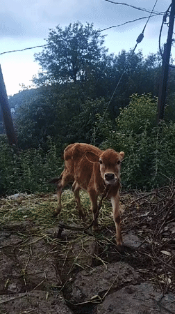 Morning Life Moments Captured in Rural Haini, India