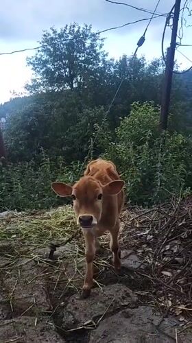 Morning Life Moments Captured in Rural Haini, India
