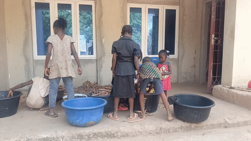 Community harvest processing in Akwanga Nigeria Monday morning