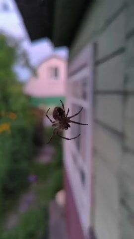 This video shows a close-up of a spider hanging on a web against the backdrop of a house and greenery. The spider, which appears to be dark brown with some markings on its body, is positioned in the center of the frame. Its legs are spread out, and it is clearly visible against the blurred background. The house in the background is painted a pale green with white trim around a window. Lush green foliage and some yellow flowers are visible to the left of the house, suggesting an outdoor setting, likely a garden or yard. The lighting suggests it might be dusk or early morning, with a soft, diffused light. The camera is focused on the spider, creating a shallow depth of field that blurs the surroundings. The video seems to be a still shot or a very slow pan, capturing the spider in its natural environment.