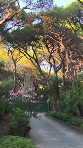 A paved path winds through a sun-dappled forest with tall pine trees and lush green foliage. Pink flowers bloom on a bush to the left of the path. Sunlight filters through the trees, casting a warm glow on the scene. The sky is a clear blue.