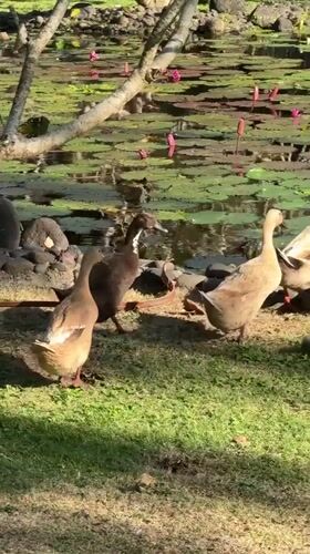 Lazy resort morning in Kuta Selatan — ponds, ducks, and Bali vibes