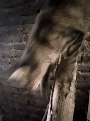 Person with wooden stick filmed in dark brick space