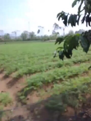 The video shows a blurry, outdoor scene. The camera is moving, and the footage is shaky, suggesting it was captured from a moving vehicle or while someone was walking.  In the foreground, there are leafy green plants, some of which are in focus. In the background, there is a large, flat field of green crops.  Beyond the field, there is a line of trees and hills, and the sky is visible, appearing bright and possibly overcast. There are no people or specific actions clearly discernible due to the blurriness and movement.