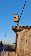 Starling emerges from birdhouse during suburban sunrise