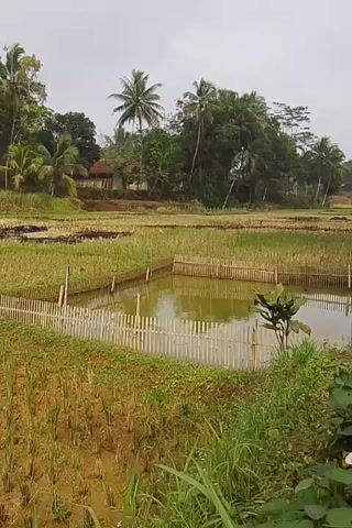 The video shows a rural landscape with rice paddies and a small pond. The rice paddies appear to have been recently harvested, with stubble remaining. The pond is enclosed by a bamboo fence and has some vegetation growing around it. In the background, there are trees, houses, and a cloudy sky. The camera pans slowly across the scene, giving a panoramic view of the environment. There are no people or animals visible in the video.