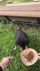 Puppy feeding documented at Yerevan outdoor dining area