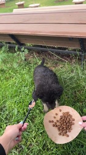 Puppy feeding documented at Yerevan outdoor dining area
